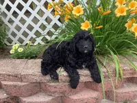 Bentley , a male Goldendoodle for sale in Sugarcreek, OH – 4 of 5