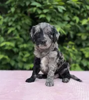 Bella, a female Goldendoodle for sale in Sugarcreek, OH – 4 of 5