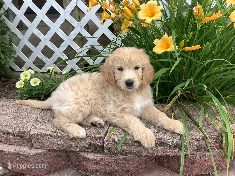 Daisy – Goldendoodle puppy for sale in Sugarcreek, OH