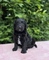 Bentley , a male Goldendoodle for sale in Sugarcreek, OH – 1 of 6