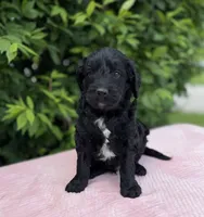 Freddie, a male Goldendoodle for sale in Sugarcreek, OH – 3 of 5
