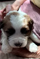 Baby Huey, a male Bernedoodle and Saint Berdoodle for sale in Peyton, CO – 2 of 4