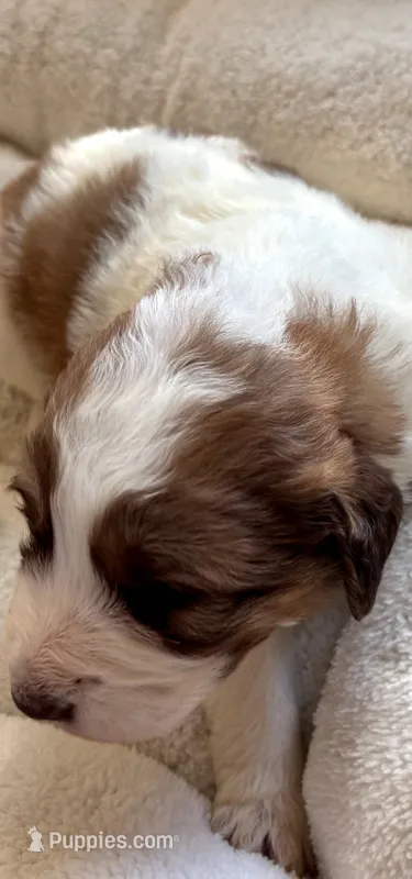 Lovey Girl – Bernedoodle, Saint Berdoodle puppy for sale in Peyton, CO