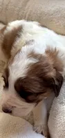 Lovey Girl, a female Bernedoodle and Saint Berdoodle for sale in Peyton, CO – 1 of 6