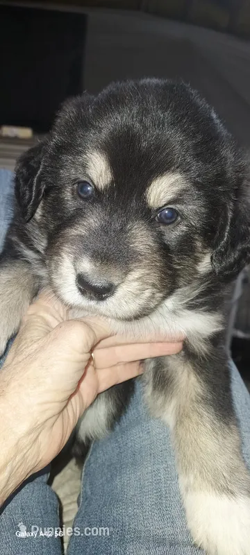 Sweetie Pie – Bernese Mountain Dog, Great Pyrenees puppy for sale in Peyton, CO