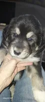 Sweetie Pie, a female Bernese Mountain Dog and Great Pyrenees for sale in Peyton, CO – 1 of 2