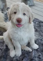 Mr. Big, a male Bernese Mountain Dog and Great Pyrenees for sale in Peyton, CO – 3 of 4