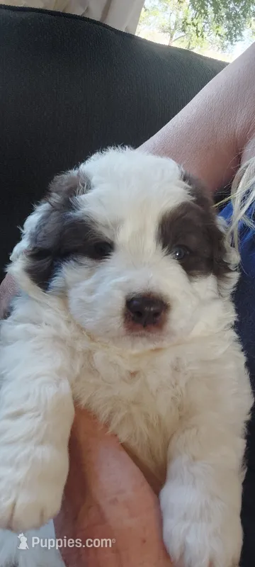 Napoleon – Bernedoodle, Saint Berdoodle puppy for sale in Peyton, CO
