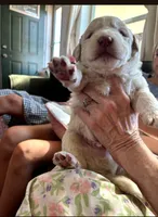 Curly, a male Bernedoodle and Saint Berdoodle for sale in Peyton, CO – 5 of 6