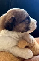 Lovey Girl, a female Bernedoodle and Saint Berdoodle for sale in Peyton, CO – 3 of 6