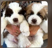 Napoleon, a male Saint Berdoodle for sale in Peyton, CO – 5 of 5