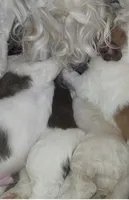 Napoleon, a male Bernedoodle and Saint Berdoodle for sale in Peyton, CO – 3 of 4