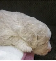Curly, a male Bernedoodle and Saint Berdoodle for sale in Peyton, CO – 3 of 6