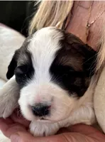 Snoop Doggy, a male Bernedoodle and Saint Berdoodle for sale in Peyton, CO – 3 of 4