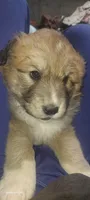 Mellow, a female Bernese Mountain Dog and Great Pyrenees for sale in Peyton, CO – 2 of 4