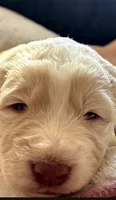 Curly, a male Bernedoodle and Saint Berdoodle for sale in Peyton, CO – 1 of 6