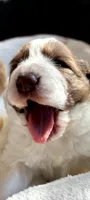 Lovey Girl, a female Bernedoodle and Saint Berdoodle for sale in Peyton, CO – 2 of 6