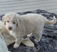 Mr. Big, a male Bernese Mountain Dog and Great Pyrenees for sale in Peyton, CO – 4 of 4