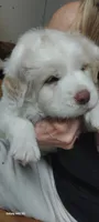 Sugar Baby, a female Bernese Mountain Dog and Great Pyrenees for sale in Peyton, CO – 1 of 2