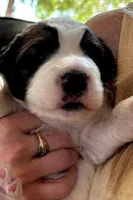 Snoop Doggy, a male Bernedoodle and Saint Berdoodle for sale in Peyton, CO – 1 of 4