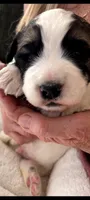 Snoop Doggy, a male Bernedoodle and Saint Berdoodle for sale in Peyton, CO – 4 of 4