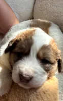 Lovey Girl, a female Bernedoodle and Saint Berdoodle for sale in Peyton, CO – 6 of 6