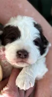 Napoleon, a male Bernedoodle and Saint Berdoodle for sale in Peyton, CO – 2 of 4