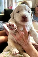 Curly, a male Bernedoodle and Saint Berdoodle for sale in Peyton, CO – 6 of 6