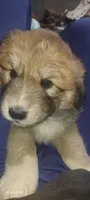 Mellow, a female Bernese Mountain Dog and Great Pyrenees for sale in Peyton, CO – 4 of 4