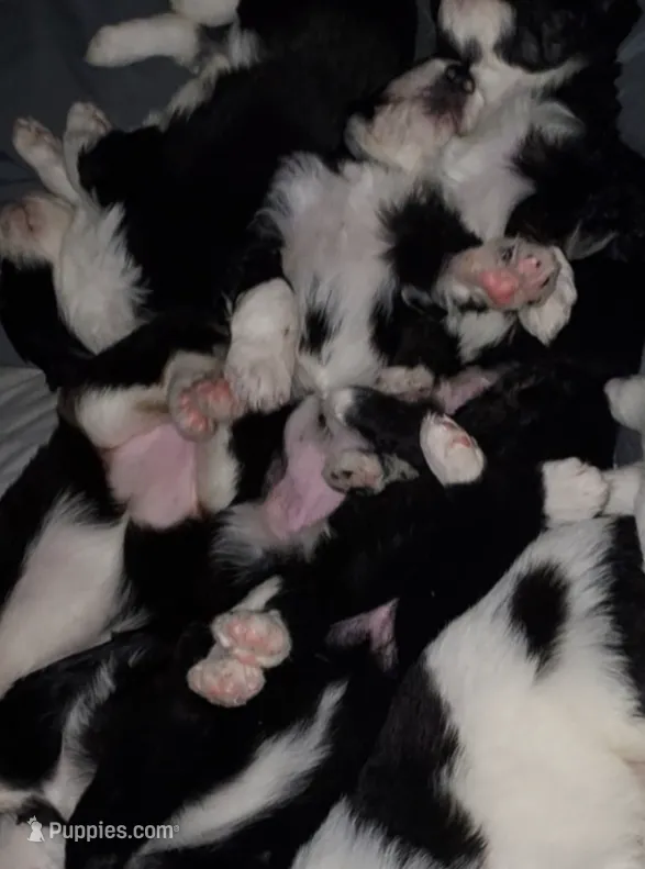 Baby Girl Standard Bernedoodle