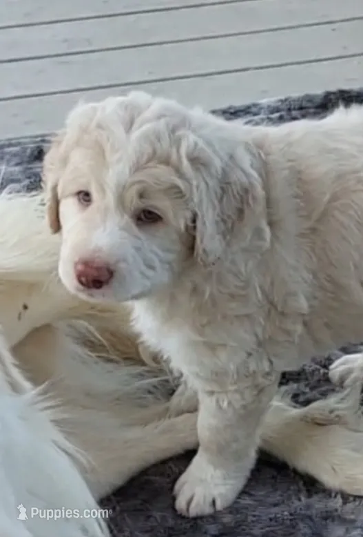 Mr. Big – Bernese Mountain Dog, Great Pyrenees puppy for sale in Peyton, CO