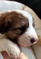 Lovey Girl, a female Bernedoodle and Saint Berdoodle for sale in Peyton, CO – 4 of 6