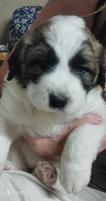 Snoop Doggy – Bernedoodle, Saint Berdoodle puppy for sale in Peyton, CO