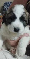 Snoop Doggy, a male Saint Berdoodle for sale in Peyton, CO – 1 of 5