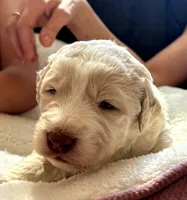 Curly, a male Bernedoodle and Saint Berdoodle for sale in Peyton, CO – 4 of 6
