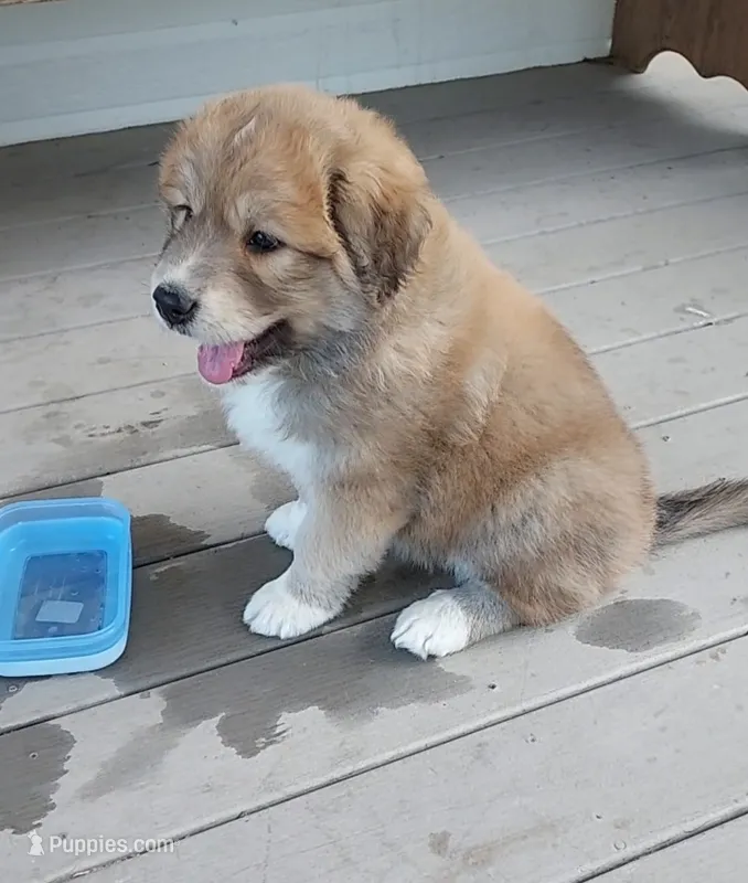 Mellow – Bernese Mountain Dog, Great Pyrenees puppy for sale in Peyton, CO