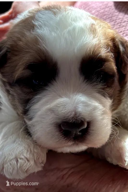 Baby Huey – Bernedoodle, Saint Berdoodle puppy for sale in Peyton, CO