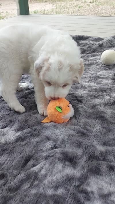 Sugar Baby, a female Bernese Mountain Dog and Great Pyrenees for sale in Peyton, CO – 2 of 2