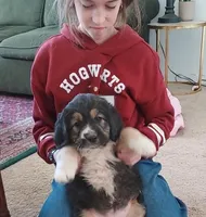 Dumpling , a female Bernedoodle and Saint Berdoodle for sale in Peyton, CO – Photo 3 of 3