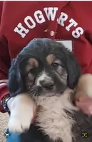 Dumpling , a female Bernedoodle and Saint Berdoodle for sale in Peyton, CO – Photo 1 of 3