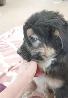 Dumpling , a female Bernedoodle and Saint Berdoodle for sale in Peyton, CO – Photo 2 of 3