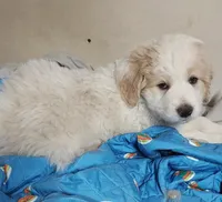 Baby Squish Mellow, a female Saint Berdoodle and Pyredoodle for sale in Peyton, CO – Photo 4 of 4