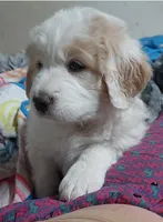 Baby Squish Mellow, a female Saint Berdoodle and Pyredoodle for sale in Peyton, CO – Photo 2 of 4