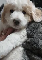 Baby Squish Mellow, a female Saint Berdoodle and Pyredoodle for sale in Peyton, CO – Photo 3 of 4