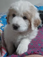 Baby Squish Mellow, a female Saint Berdoodle and Pyredoodle for sale in Peyton, CO – Photo 1 of 4