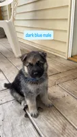 Dark Blue Male, a male German Shepherd Dog for sale in Kansas City, MO – 1 of 1