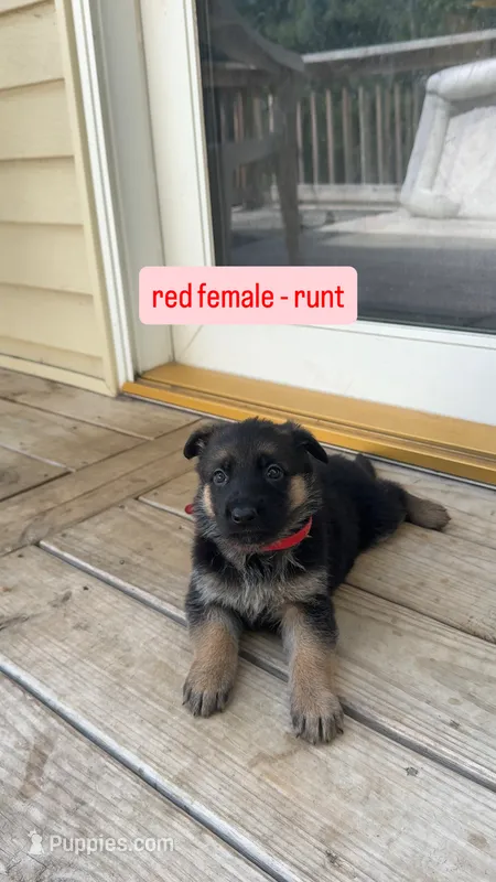 Red Female – German Shepherd Dog puppy for sale in Kansas City, MO