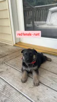 Red Female, a female German Shepherd Dog for sale in Kansas City, MO – 1 of 1