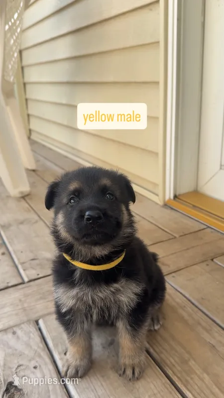Yellow Male – German Shepherd Dog puppy for sale in Kansas City, MO