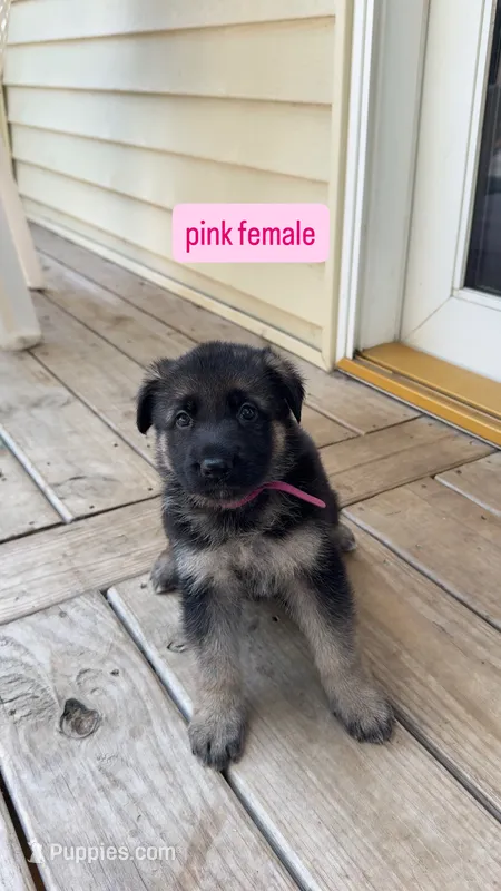 Pink Female – German Shepherd Dog puppy for sale in Kansas City, MO